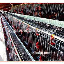 Équipement de ferme de volaille de poulet pour le poulet de couche d&#39;éleveur de couche
